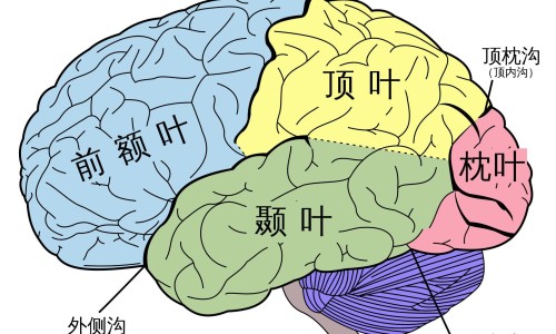 脑出血恢复到正常人需要多久-脑出血恢复期间不喝水吗网 | 脑出血不会说话能恢复吗,脑出血恢复好了还会复发吗